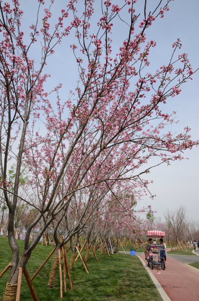 花红柳绿—2013年青白江凤凰湖樱花节