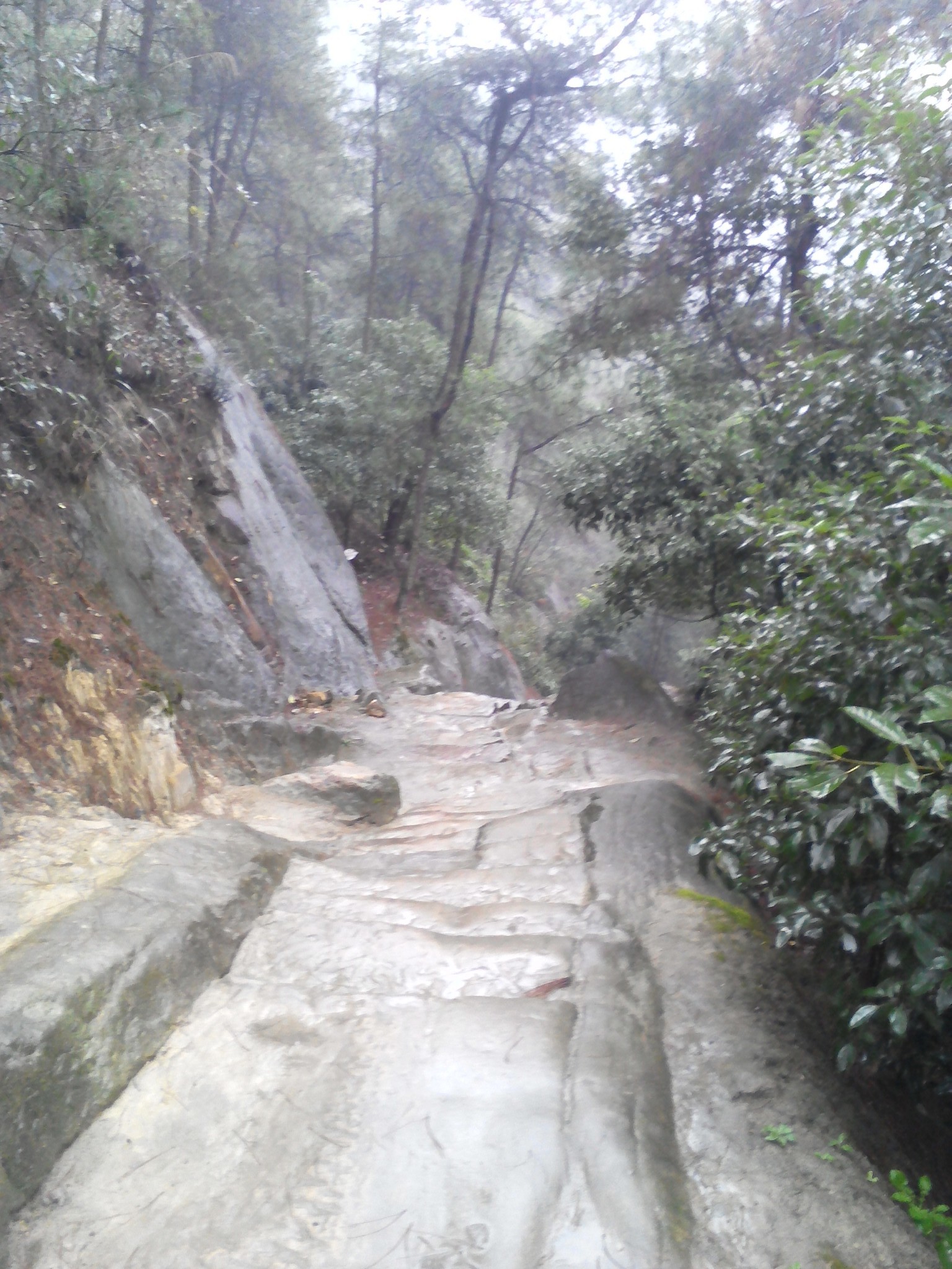 雨游大渡口区森林公园