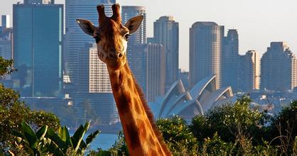 悉尼 塔龙加动物园门票 海港观光游轮套票