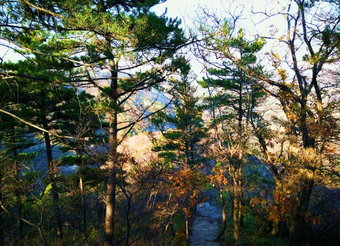 山间小路,层林欲掩,微伏其上的枝干就快要将小路掩盖,仿佛是自然之力要将人为存在的痕迹抹灭一样。从这里经过还要将枝杈架开才能同行,就像是天然搭设了一个路障相把游客留在这里一样。尽管不舍,但也只能沿着这弯山路起身返程。 温馨提示: 1,通往仙台山的道路包含一几十公里的县公路和平涉路,被重卡压得支离破碎,路况奇差,地盘较低的轿车极易拖底,自驾建议乘SUV类型的车辆。 2,仙台山不少山路没有护栏,非常危险,游玩时尽量不要远离路面,以免发生危险。 3,停车地点有三个,大门一个,山脚一个,山腰一个,所以不要着急把车停