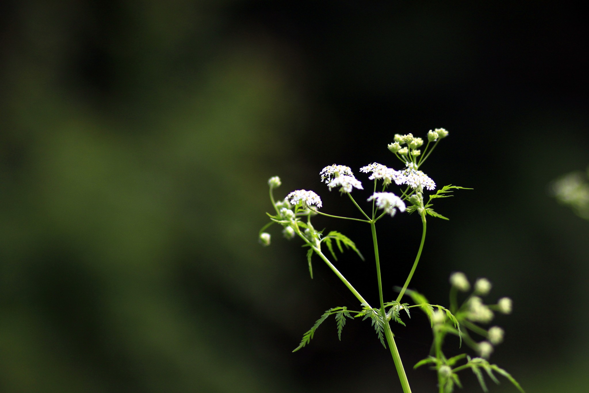 草原百花欣赏